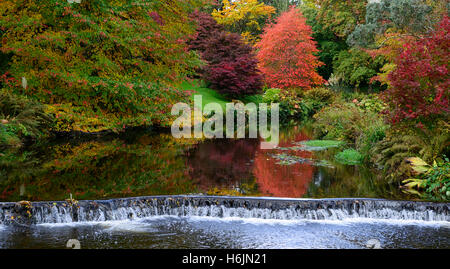 Nissa sylvatica autunno rosso autunnale colore colore cadono le foglie cambiano il nero tupelo Mount Usher Gardens Wicklow Irlanda RM Floral Foto Stock