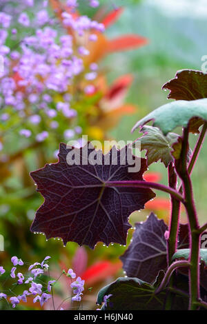 Senecio cristobalensis Roldana petasitis Rosso Velluto lasciava Senecio viola foglie foglia fogliame perenne offerta web come Foto Stock