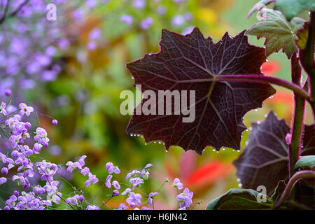 Senecio cristobalensis Roldana petasitis Rosso Velluto lasciava Senecio viola foglie foglia fogliame perenne offerta web come Foto Stock