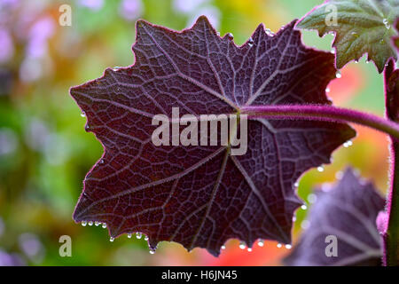 Senecio cristobalensis Roldana petasitis Rosso Velluto lasciava Senecio viola foglie foglia fogliame perenne offerta web come Foto Stock