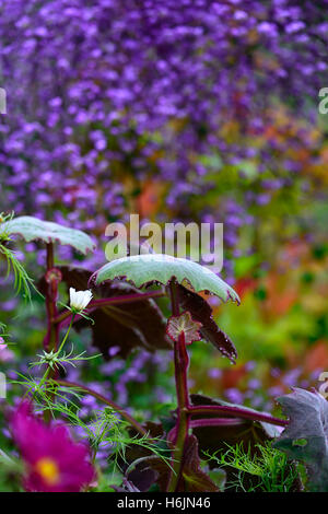 Senecio cristobalensis Roldana petasitis Rosso Velluto lasciava Senecio viola foglie foglia fogliame perenne offerta web come Foto Stock