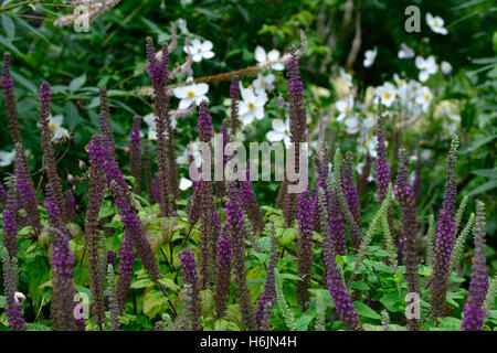 Teucrium hircanicum viola tails Germander legno guglie di salvia piante perenni fragranti profumi di alti picchi di RM Floral Foto Stock