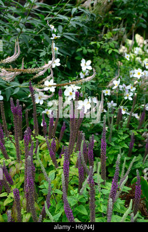 Teucrium hircanicum viola tails Germander legno guglie di salvia piante perenni fragranti profumi di alti picchi di anemone bianco floreale RM Foto Stock