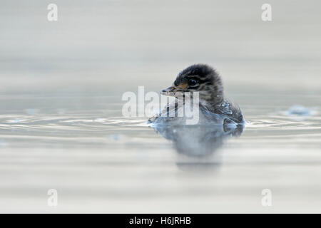 Grebe dal collo nero / Grebe dalle orecchie / Schwarzhalstaucher ( Podiceps nigricollis ), pulcino molto giovane, precoce, nuoto nelle vicinanze, fauna selvatica, Europa. Foto Stock
