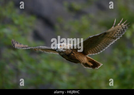 Gufo reale / Uhu ( Bubo bubo ) nel silenzioso volo planato lungo un ripido faccia, cespugli di una vecchia cava, Wildlife Europe. Foto Stock