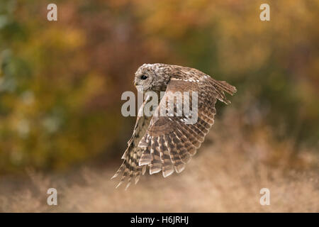 Tawny Owl / Waldkauz ( Strix aluco ) in volo, volando di fronte a betulle colorate autunnali, vista laterale, battendo le ali, Europa. Foto Stock
