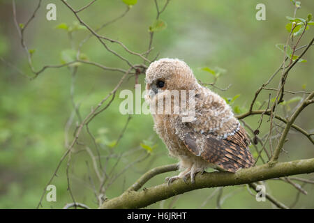 Allocco (Strix aluco ), grazioso uccellino, pulcino, appollaiato su un ramo, aspettando il cibo, gli occhi marrone scuro wide open, vista laterale. Foto Stock