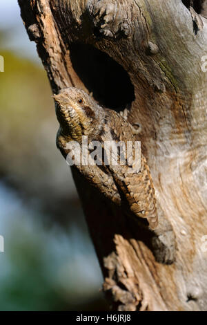 Eurasian spasmodico / Wendehals ( Jynx torquilla ) seduti di fronte il suo foro di nesting, guardando indietro sopra la sua spalla per la sicurezza, Foto Stock