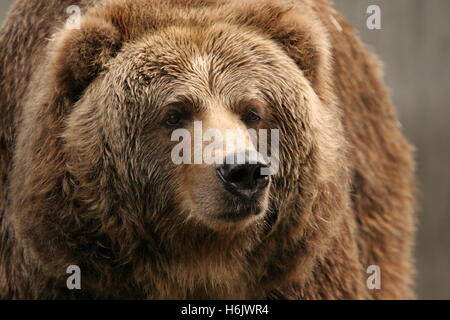 orso di Kodiak Foto Stock