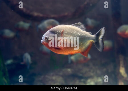 Primo piano di subacquea Piranha rosso Foto Stock