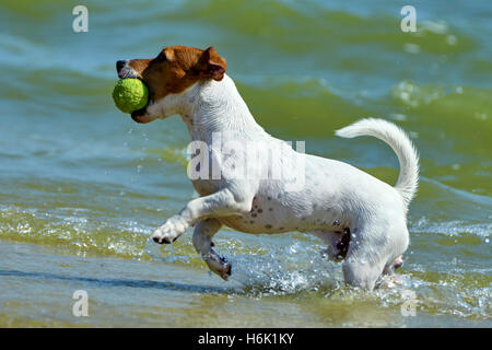 Jack Russell porta la palla al suo maestro sulla costa Foto Stock