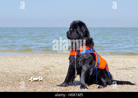 Ritratto di un nero TERRANOVA cane sulla costa del Mare di Azov Foto Stock