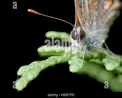 Piccola farfalla appollaiato su un ramoscello di ginepro in giardino Foto Stock