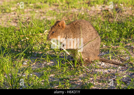 Un quokka alimentare sull'Isola di Rottnest, vicino a Perth in Australia Occidentale. Foto Stock