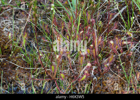 Drosera anglica, comunemente noto come la lingua inglese sundew[1] o grande sundew,[2] è una pianta carnivora specie appartenenti alla famiglia sundew Droseraceae Foto Stock