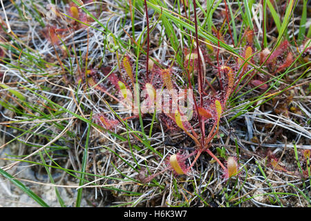 Drosera anglica, comunemente noto come la lingua inglese sundew[1] o grande sundew,[2] è una pianta carnivora specie appartenenti alla famiglia sundew Droseraceae Foto Stock