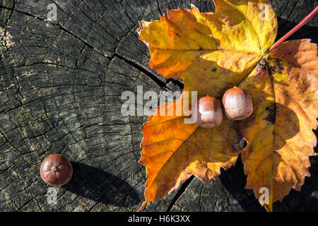 Serbia - ghiande e foglie su un moncone Foto Stock