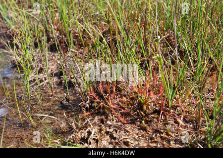 Drosera anglica, comunemente noto come la lingua inglese sundew[1] o grande sundew,[2] è una pianta carnivora specie appartenenti alla famiglia sundew Droseraceae Foto Stock