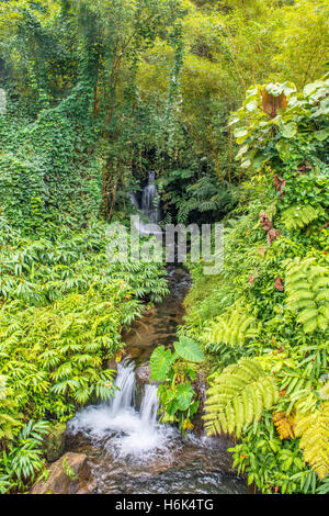 Una piccola cascata vicino Akaka Falls cascata in Hawaii Big Island Foto Stock