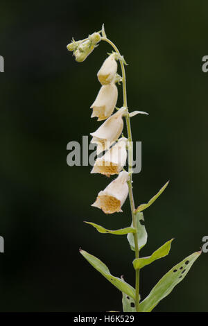 Digitalis grandiflora, il giallo foxglove, grande a fiore foxglove, o grande giallo foxglove, è una specie di fioritura delle piante in genere Digitalis Foto Stock