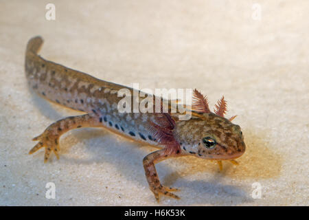 Il tritone alpestre (Ichthyosaura alpestris) è un tritone crestato della salamandra ordine Caudata o Urodela) nella classe degli anfibi. Foto Stock