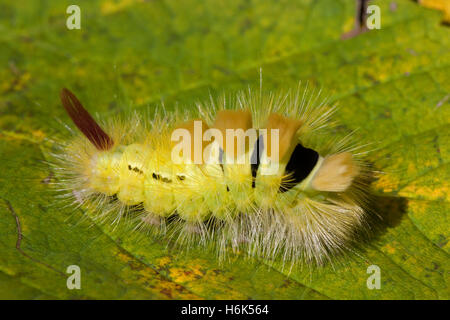 Calliteara pudibunda (pale tussock) è una falena della famiglia Erebidae. Si trova in Europa e l'Anatolia. Foto Stock