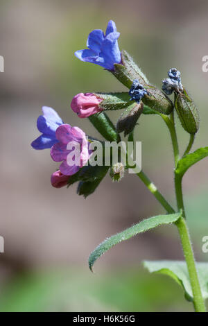 Pulmonaria officinalis, nomi comuni lungwort, lungwort comune, di Maria lacrime o la Madonna di gocce di latte Foto Stock