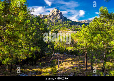 Alberi di pino al Col de Bavella montagne, Corsica, Francia, Europa. Foto Stock