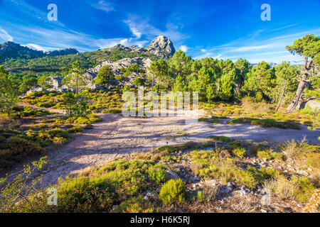 Alberi di pino al Col de Bavella montagne, Corsica, Francia, Europa. Foto Stock