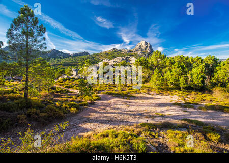 Alberi di pino al Col de Bavella montagne, Corsica, Francia, Europa. Foto Stock