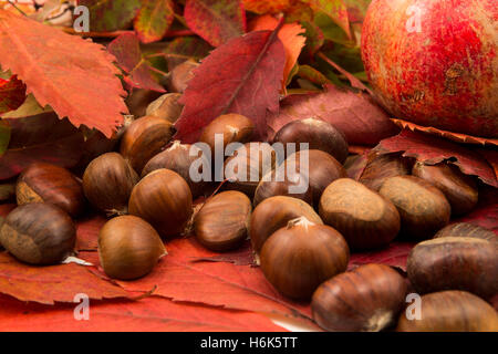 Foglie di autunno e in autunno le castagne Foto Stock