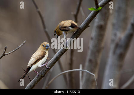 Silverbills africana (Euodice cantans) in una boccola su Oahu, Hawaii, Stati Uniti d'America. Foto Stock