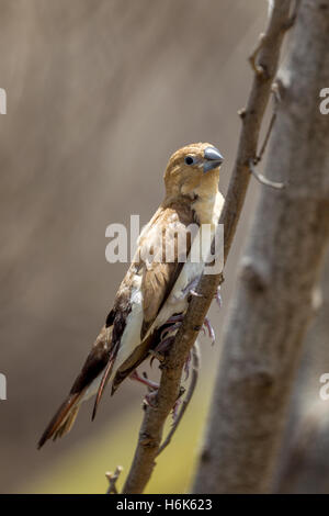 Silverbills africana (Euodice cantans) in una boccola su Oahu, Hawaii, Stati Uniti d'America. Foto Stock