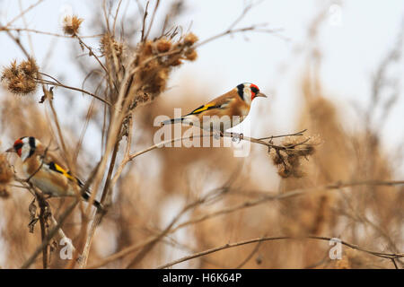 Cardellino europeo su bardana Foto Stock