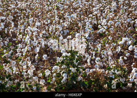 Eloy, Arizona - Un irrigato raccolto di cotone che cresce su una fattoria nel deserto di Sonora. Foto Stock