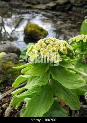 Agli inizi della primavera fogliame fiorellino e crescita di Petasites japonicus noto anche come butterbur o fuki Foto Stock