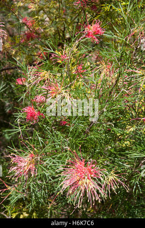 Nativo australiano Blossom grevillea fiorente nella Barossa Valley, Sud Australia Foto Stock