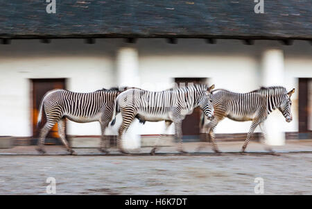 Tre zebre a piedi su una voliera dello zoo di sera (panning shot a una lenta velocità di otturatore di 1/6 secondo) Foto Stock