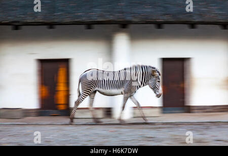 Adulto zebra passeggiate su una voliera dello zoo di sera (panning shot a una lenta velocità di otturatore di 1/6 secondo) Foto Stock