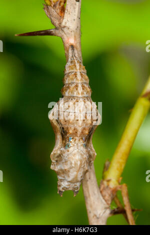 Grigio a virgola Polygonia progne Cassville, Barry County Missouri, USA 24 Maggio Pupa su Missouri Goosberry (Ribes missouriense) Foto Stock