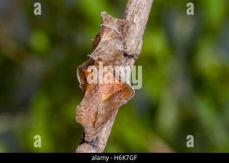 A coda di rondine Polydamas Battus polydamas Gomez Farias, Tamaulipas, Messico 26 gennaio 2004 Pupa appena prima di uscire per adulti Foto Stock