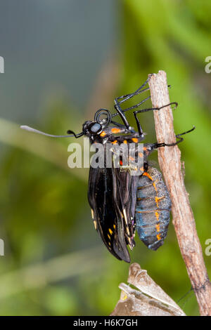 A coda di rondine Polydamas Battus polydamas Gomez Farias, Tamaulipas, Messico 26 gennaio 2004 adulto appena emerso dal pupa. Foto Stock