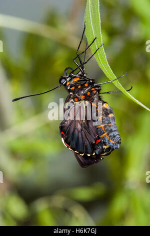 A coda di rondine Polydamas Battus polydamas Gomez Farias, Tamaulipas, Messico 26 gennaio 2004 adulto appena emerso dal pupa. Foto Stock