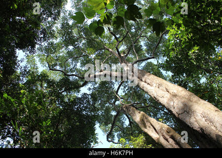 Ammira dal basso le cime degli alberi in una giornata di sole alla Riserva Naturale di Singapore Foto Stock