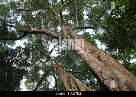 Ammira dal basso le cime degli alberi in una giornata di sole alla Riserva Naturale di Singapore Foto Stock