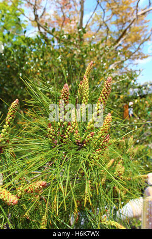 Close-up di fiori il Pinus thunbergii, il giapponese nero pino a Kyoto, Giappone Foto Stock