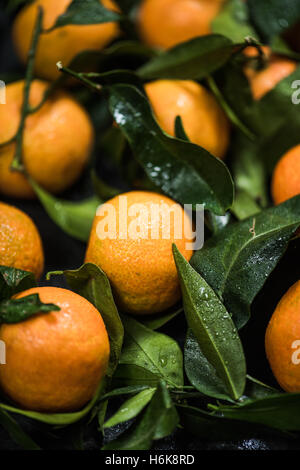 Mature tangerini direttamente dalla struttura ad albero o mercato locale Foto Stock