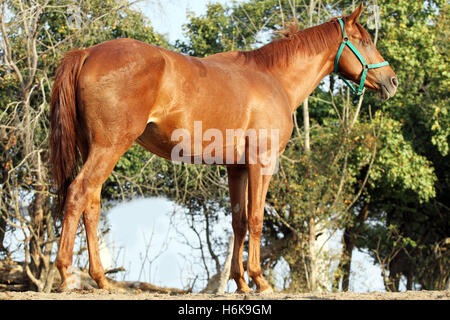 Razza anglo stallone arabo in piedi in estate corral contro verde sfondo naturale Foto Stock