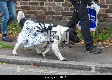 Londra, Regno Unito. Il 30 ottobre 2016. I cani in spooky e Scary Halloween costumi riuniti con i loro proprietari al pilota spagnolo's Inn Hampstead per impostare off su un cane di Halloween a piedi organizzato dalla carità del cane tutti i cani Importa. Tutti i fondi raccolti saranno arrivati in tutti i cani importa la carità per sostenere i cani in stato di bisogno. Credito: Bettina Strenske/Alamy Live News Foto Stock