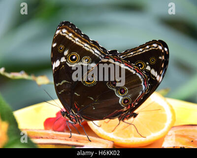 Wittenberg, Germania. 30 ott 2016. Due Mortpho peleides farfalle può essere visto in Alaris butterfly park a Wittenberg (Germania), 30 ottobre 2016. Circa 600 coloratissime farfalle e catterpillars iniziano il loro viaggio per la Wildlands-Adventure zoo Emmen nei Paesi Bassi. A causa della pausa invernale presso il parco a Wittenberg, gli animali vengono ora intrattenere i visitatori nei Paesi Bassi. Foto: WALTRAUD GRUBITZSCH/dpa/Alamy Live News Foto Stock